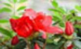  Dahurian Rhodoendron Extract  